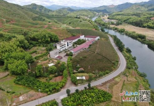 江西德興 小油茶 鏈 起富民興村大產業 圖
